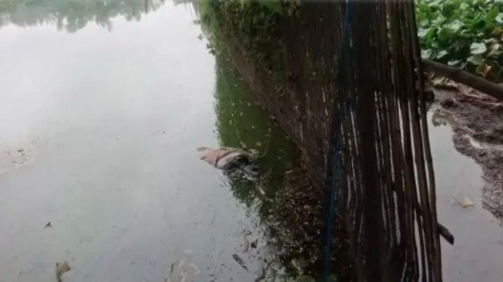 শেরপুরে নিখোঁজের একদিন পর কিশোরের লাশ উদ্ধার